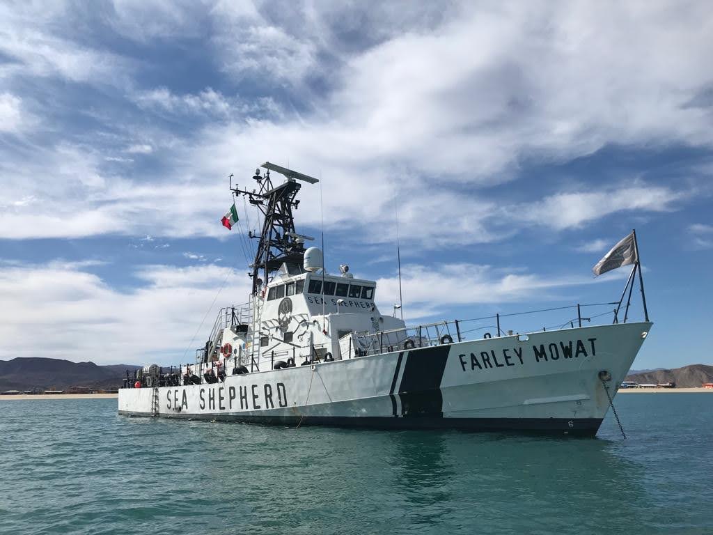 M/V Farley Mowat, Sea of Cortez.
