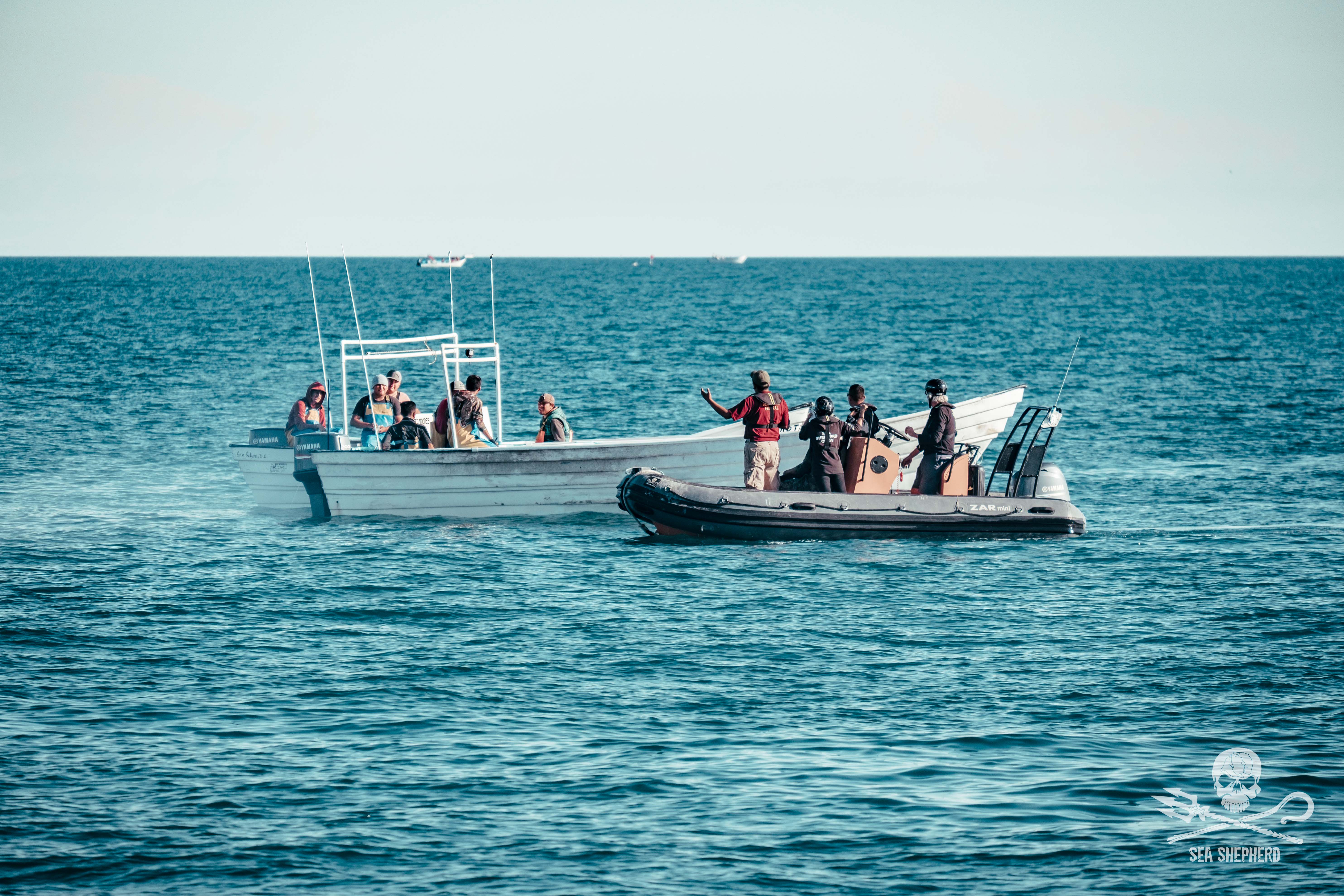 Marine conservation / 02