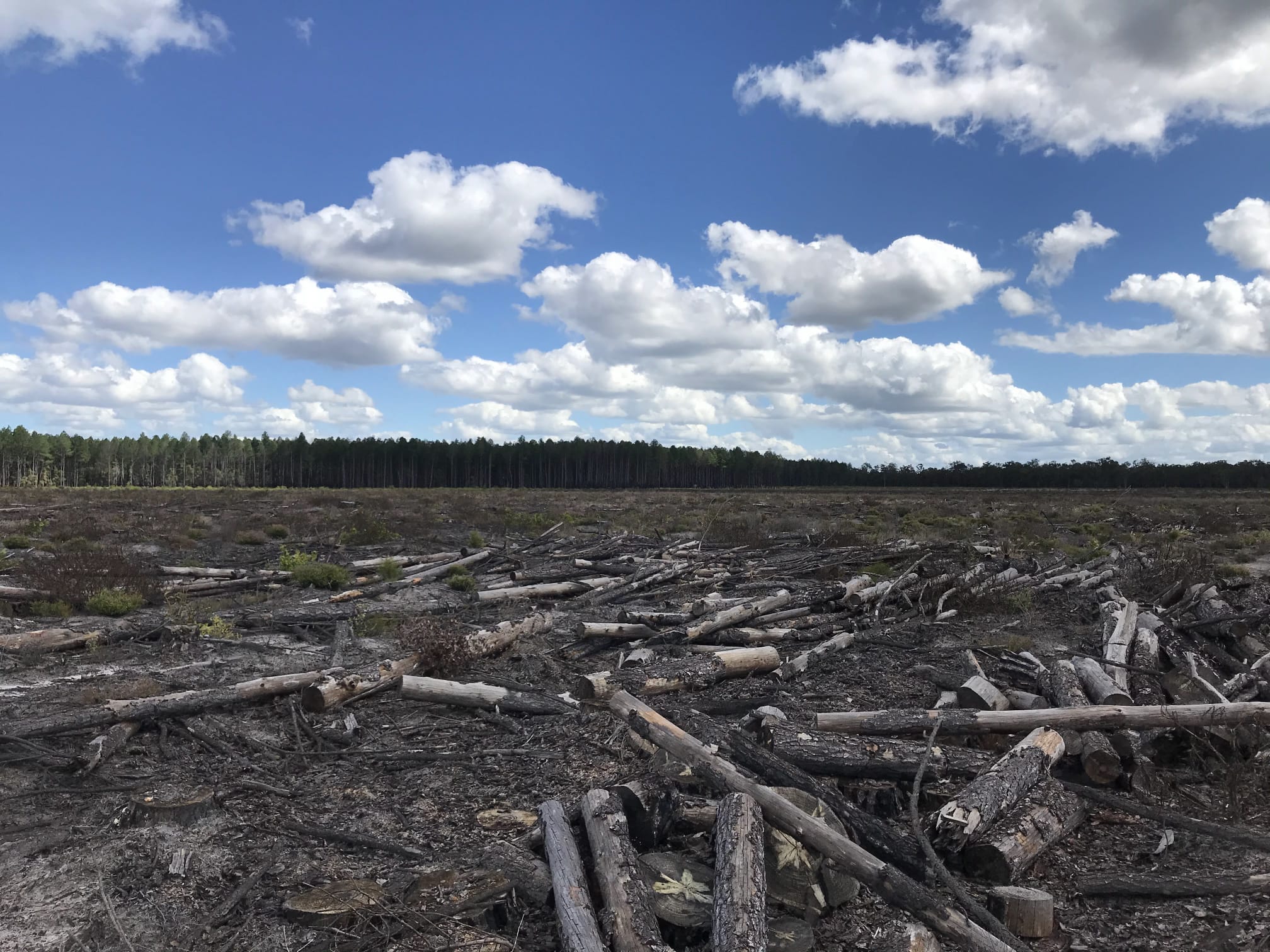 Reforestation / 01