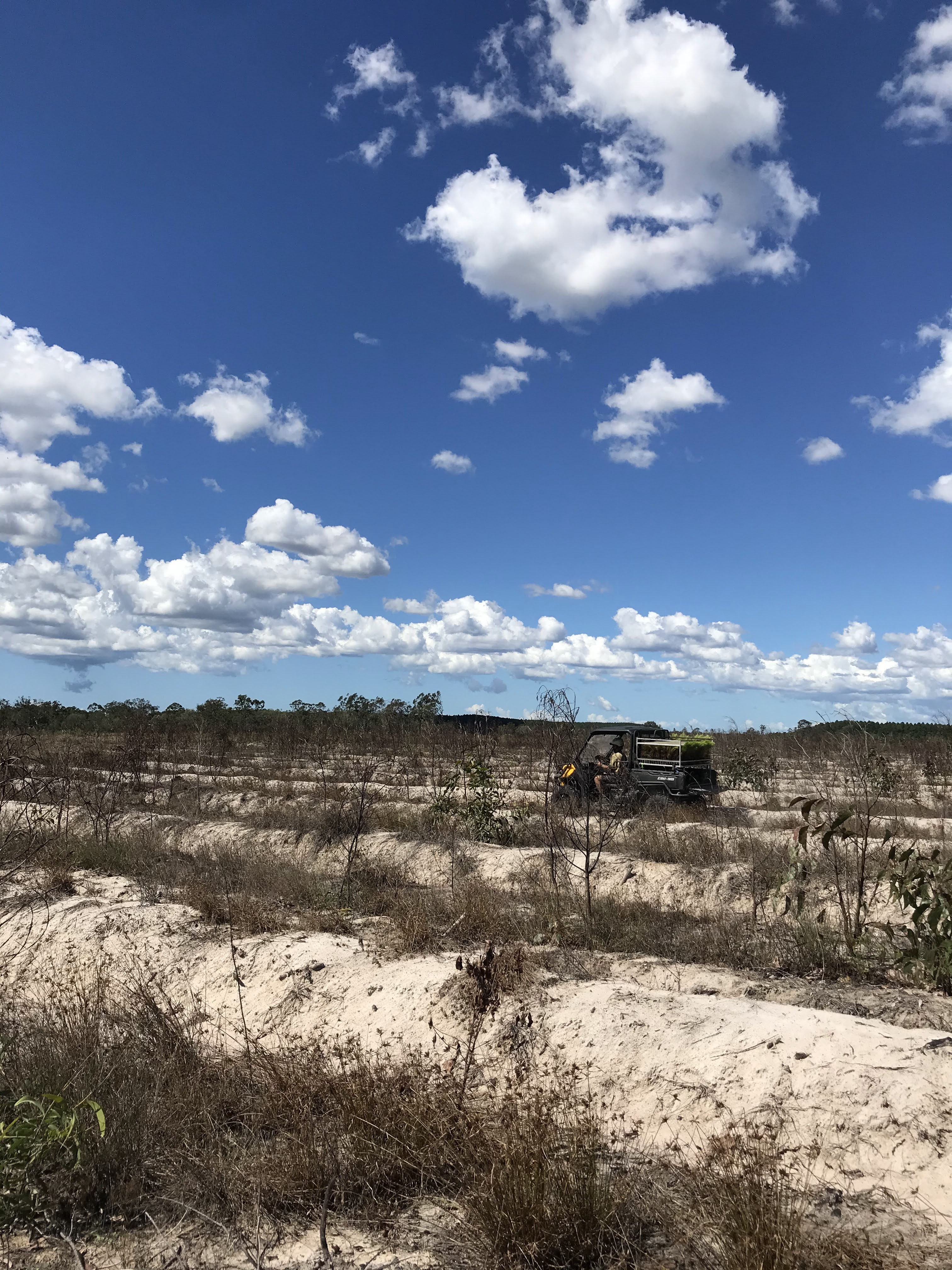 Reforestation / 03