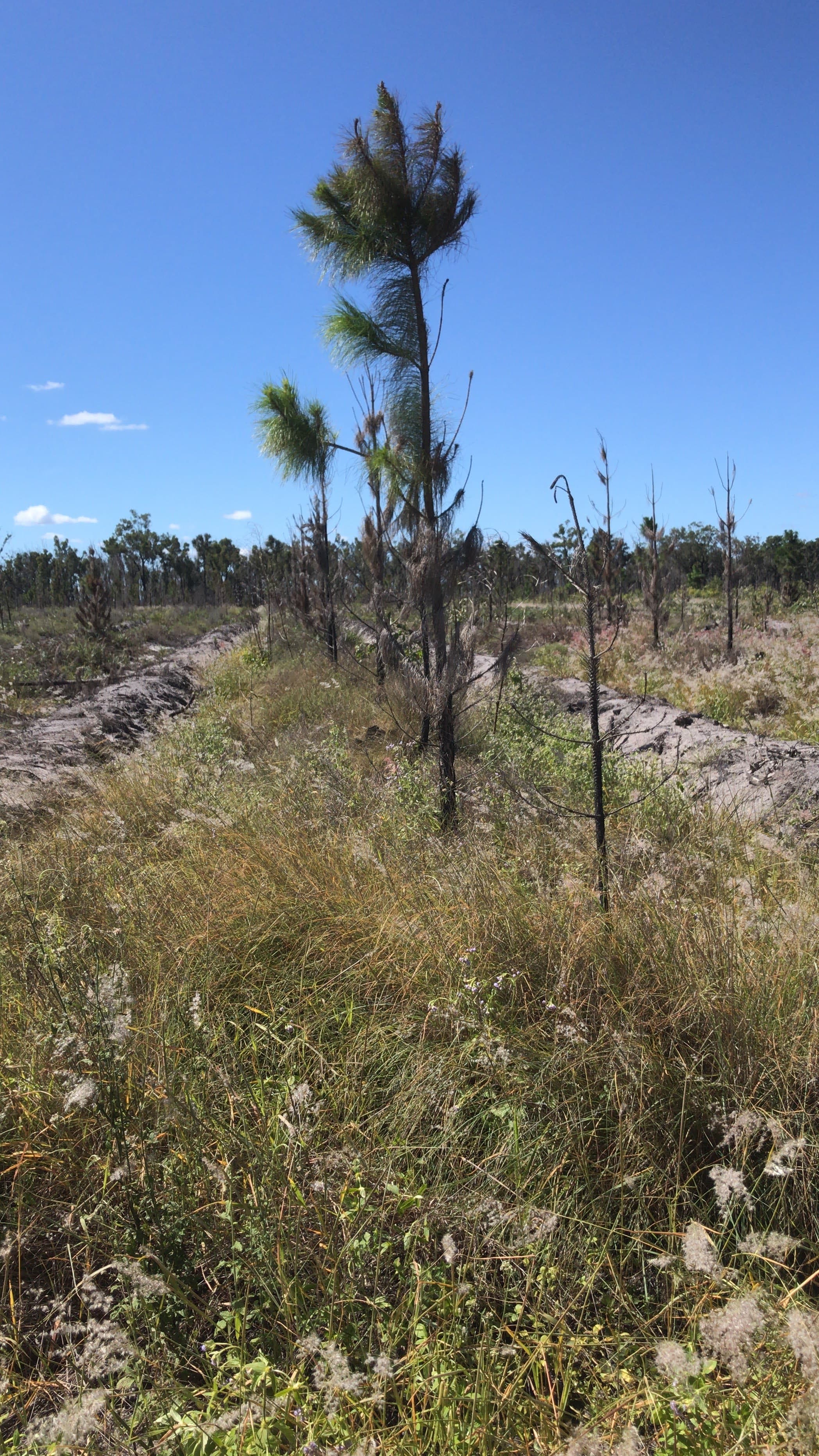 Reforestation / 06