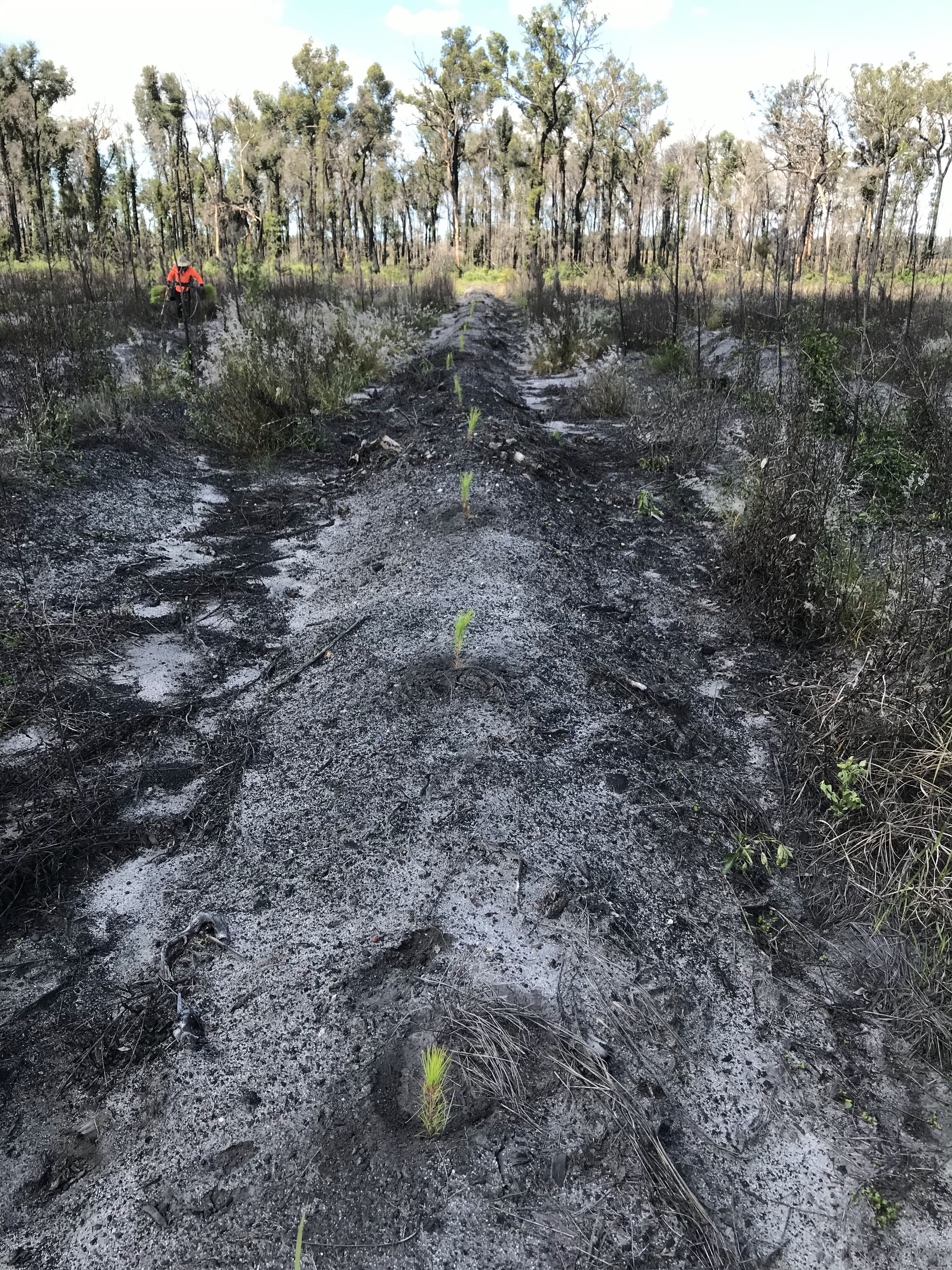 Reforestation / 07