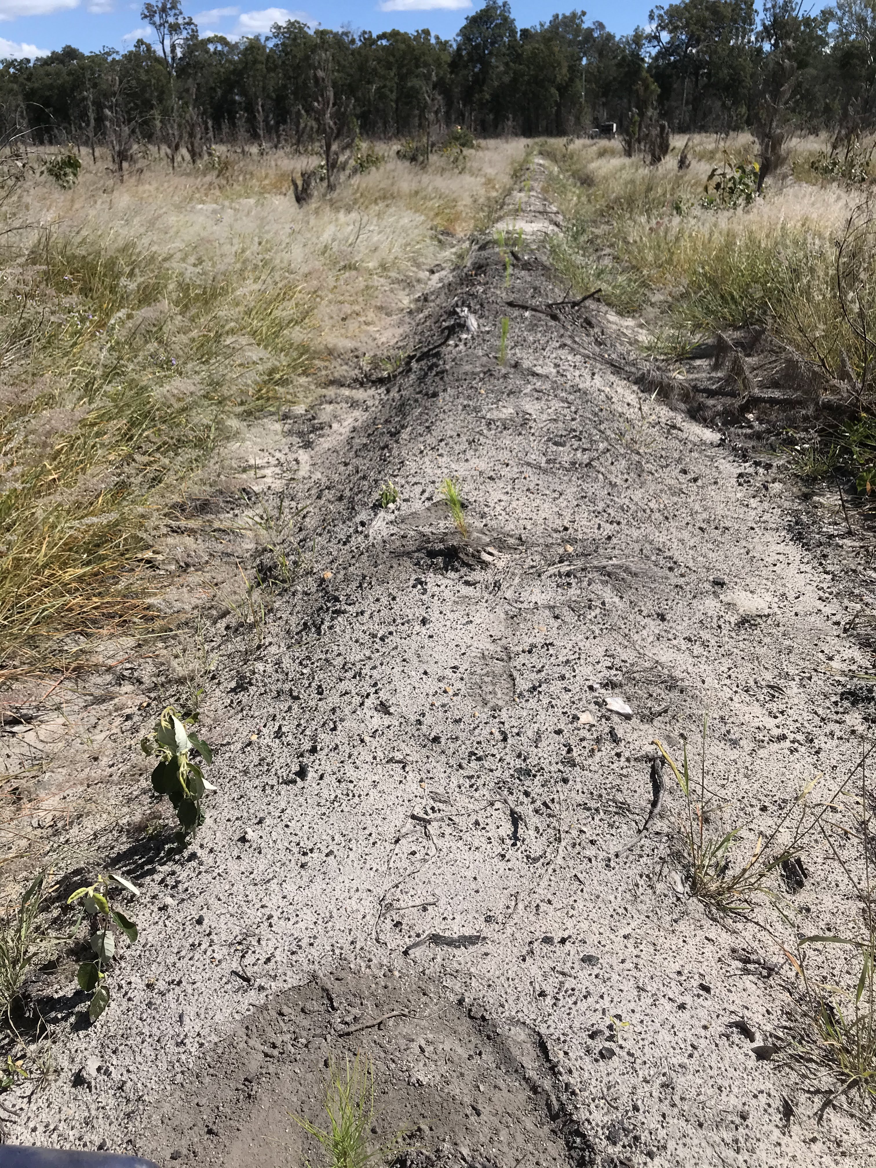 Reforestation / 08