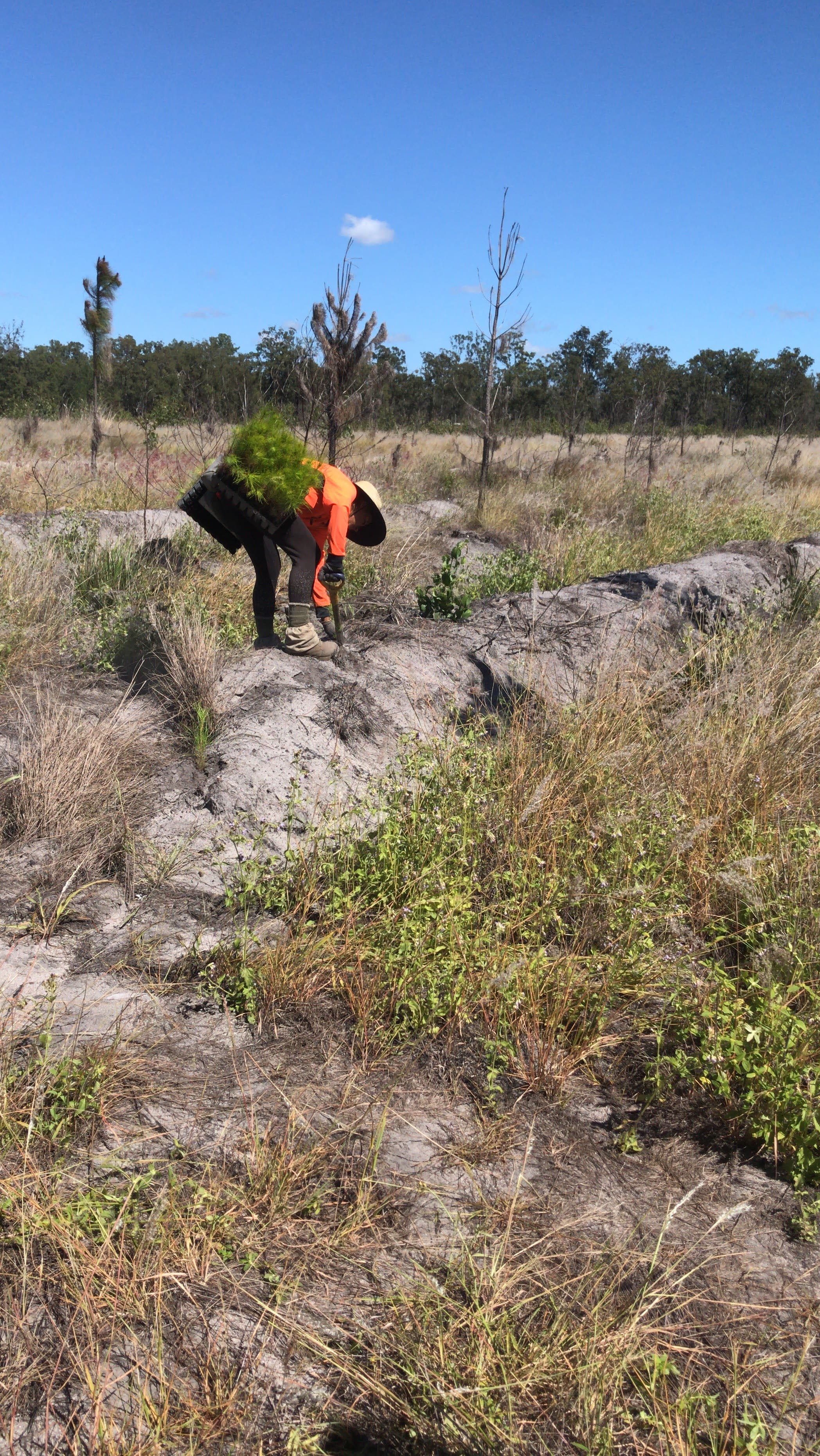 Reforestation / 09