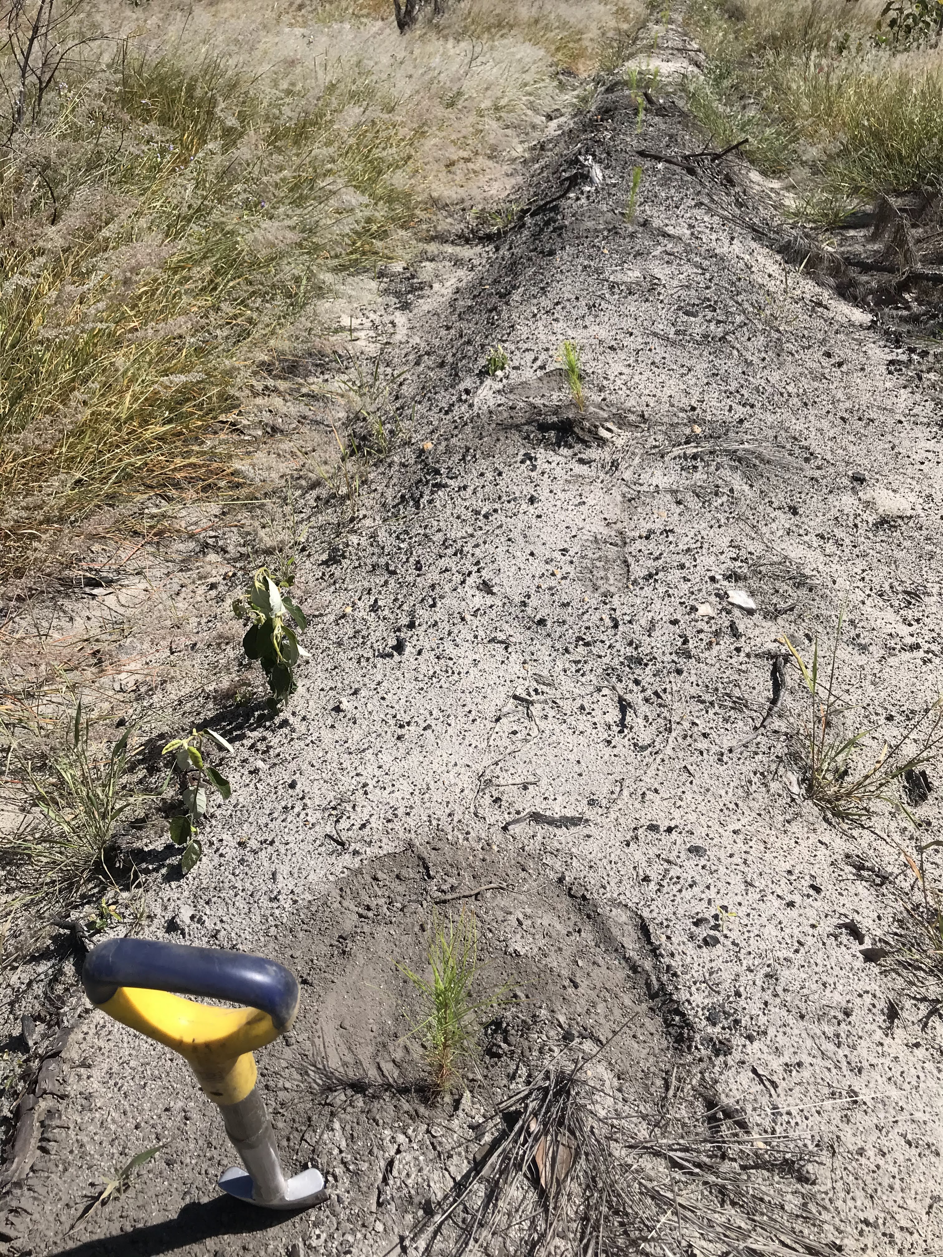 Reforestation / 10