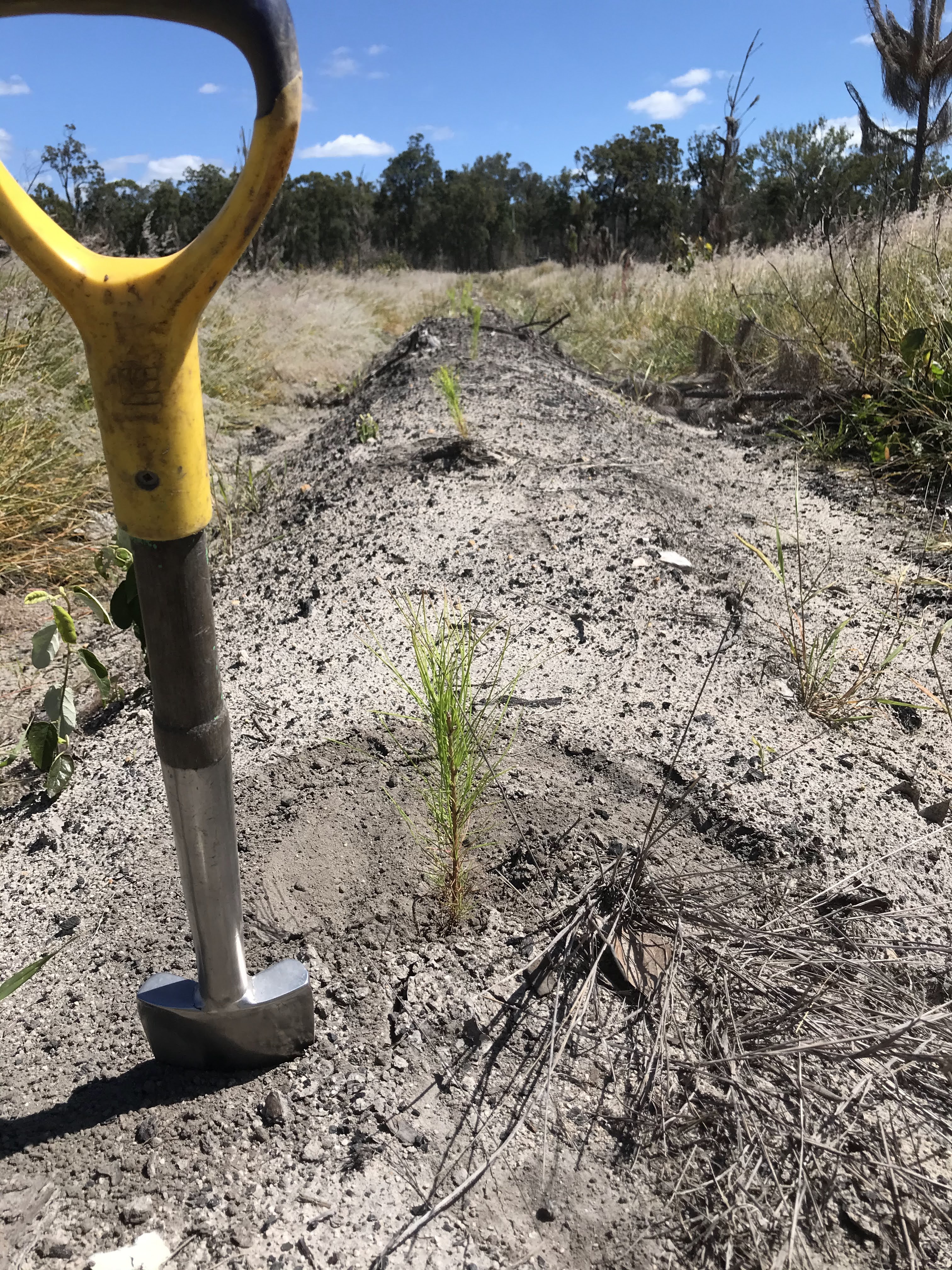 Reforestation / 11