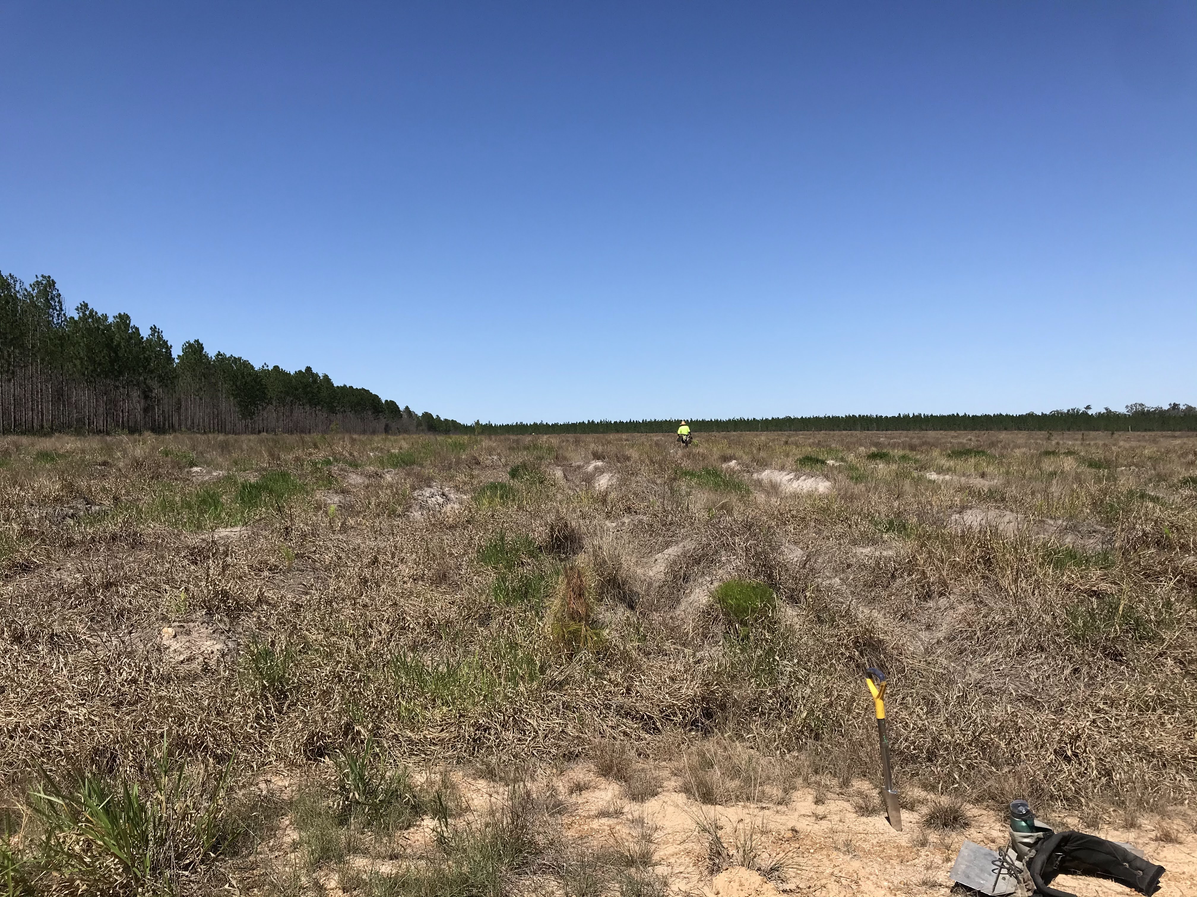 Reforestation / 12