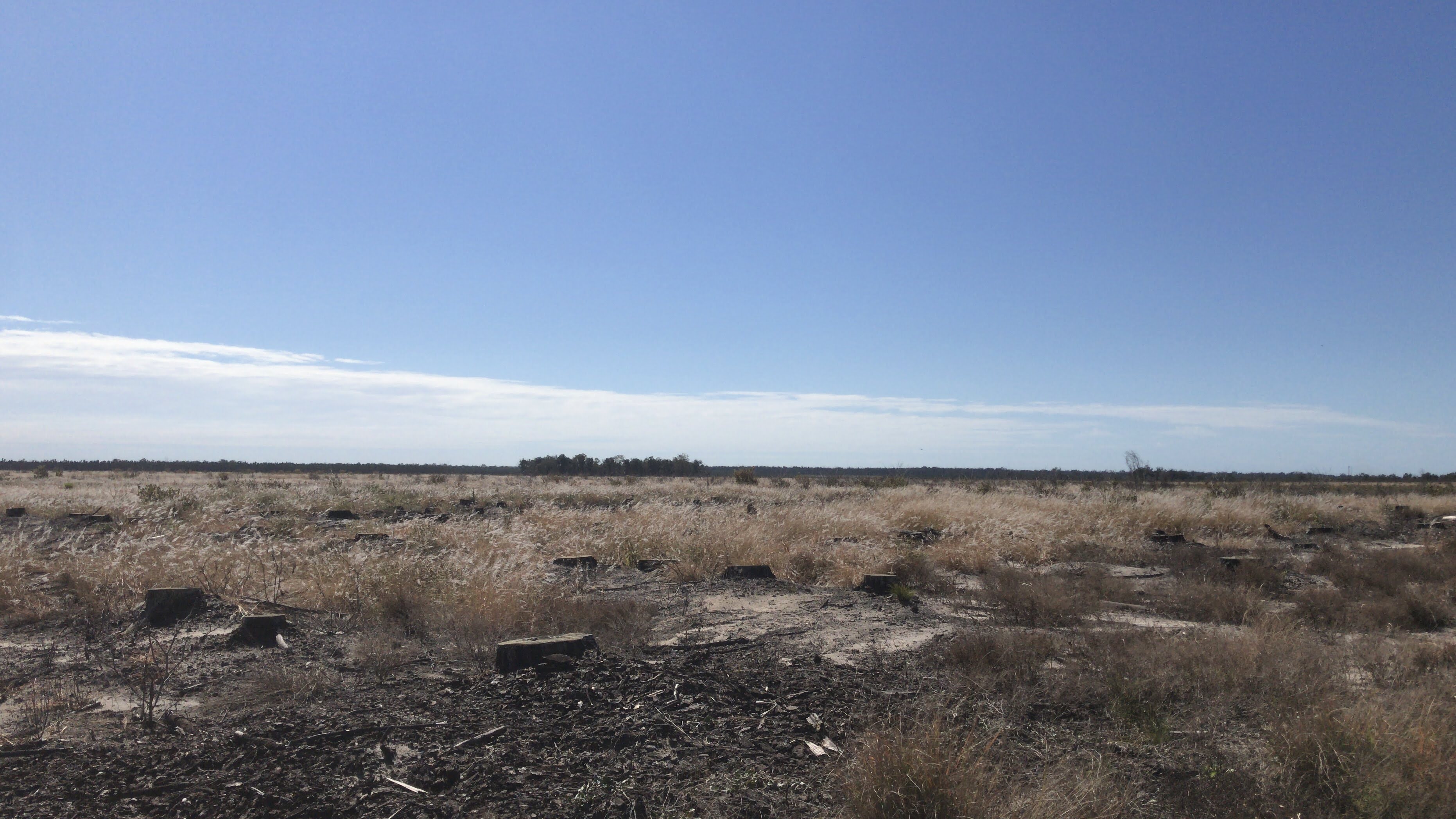 Reforestation / 13