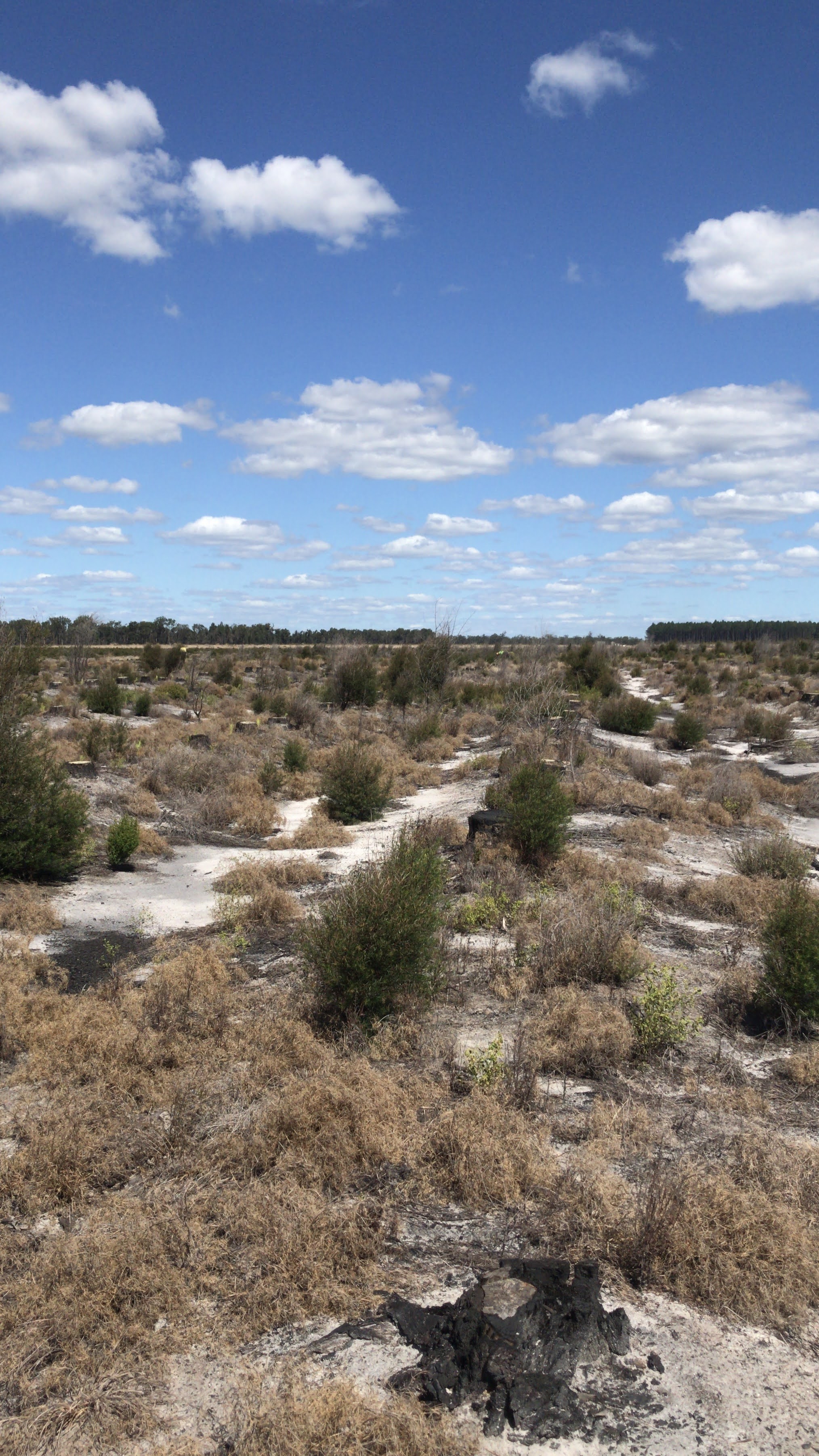 Reforestation / 14