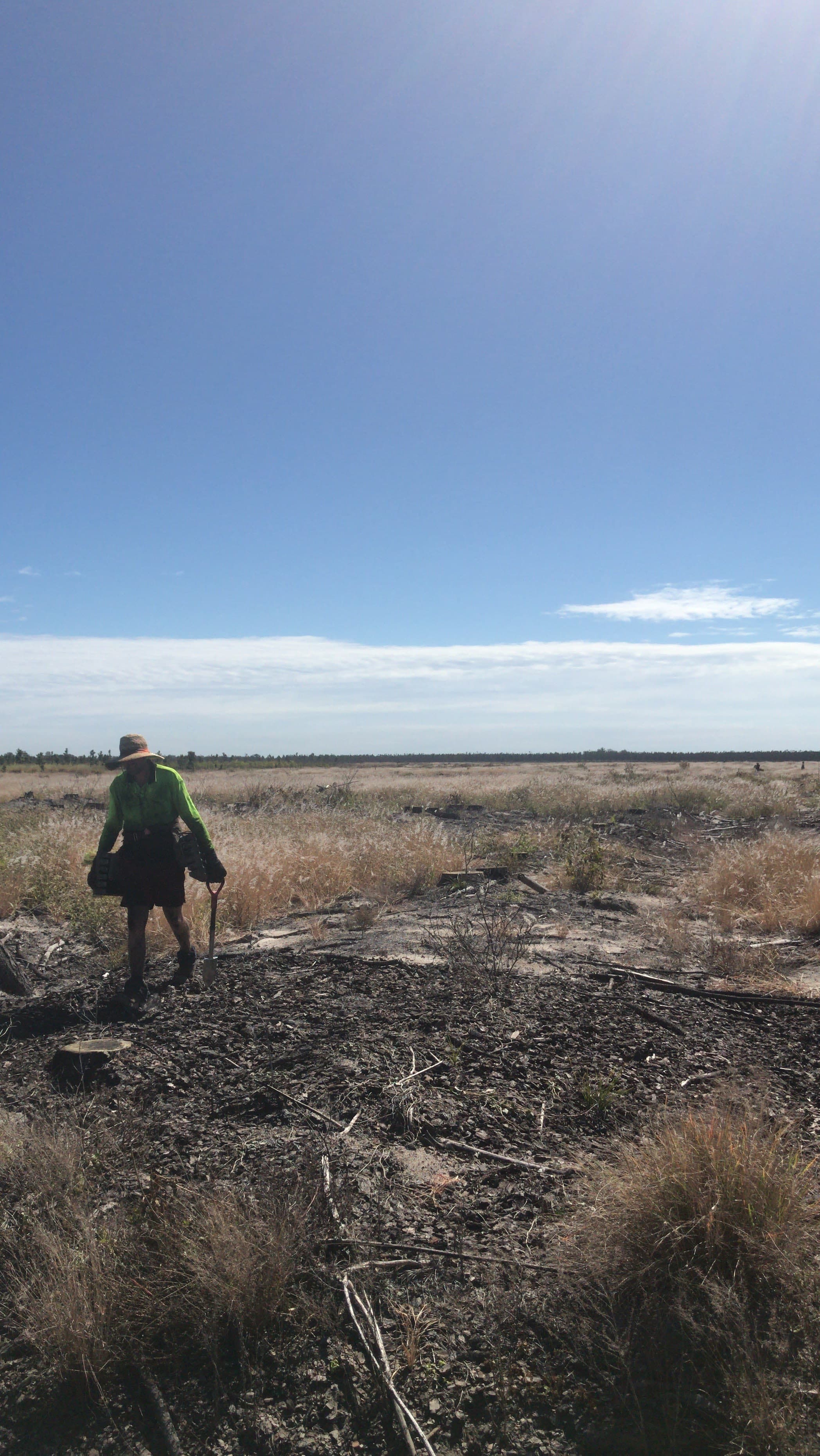 Reforestation / 15