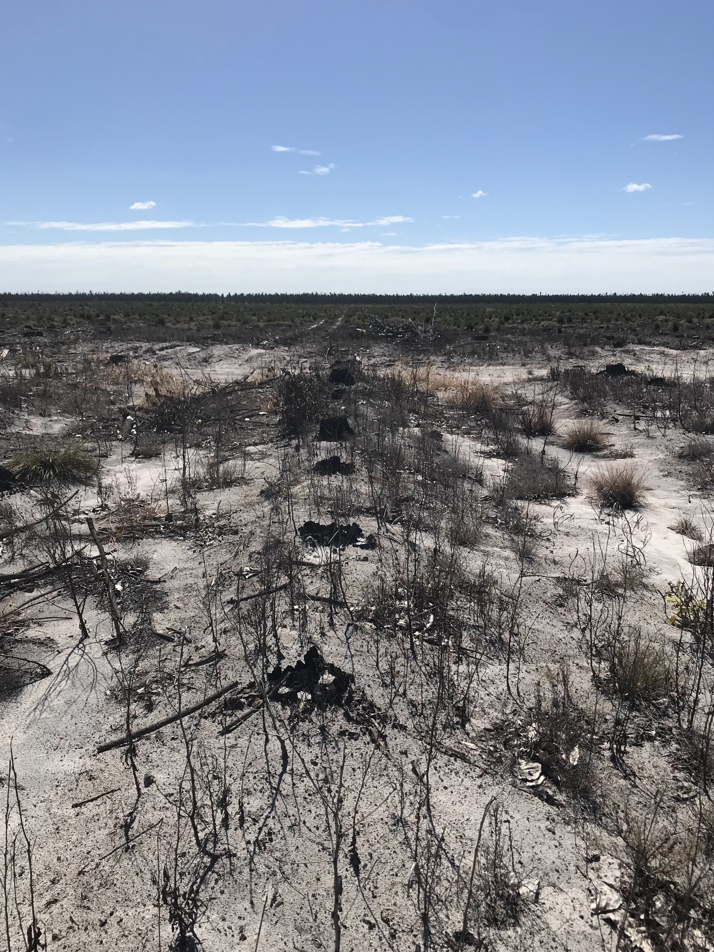 Reforestation / 16