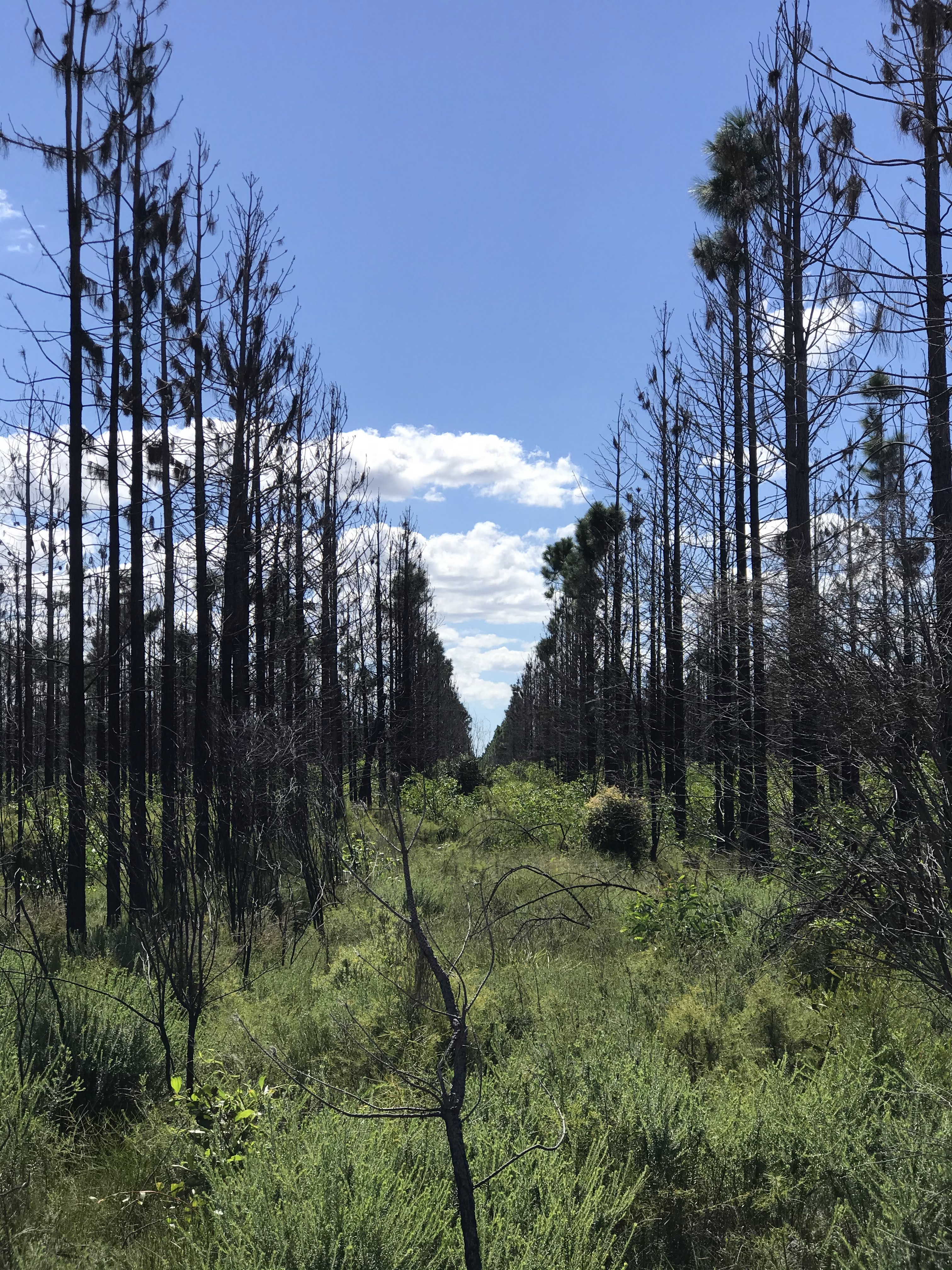 Reforestation / 18