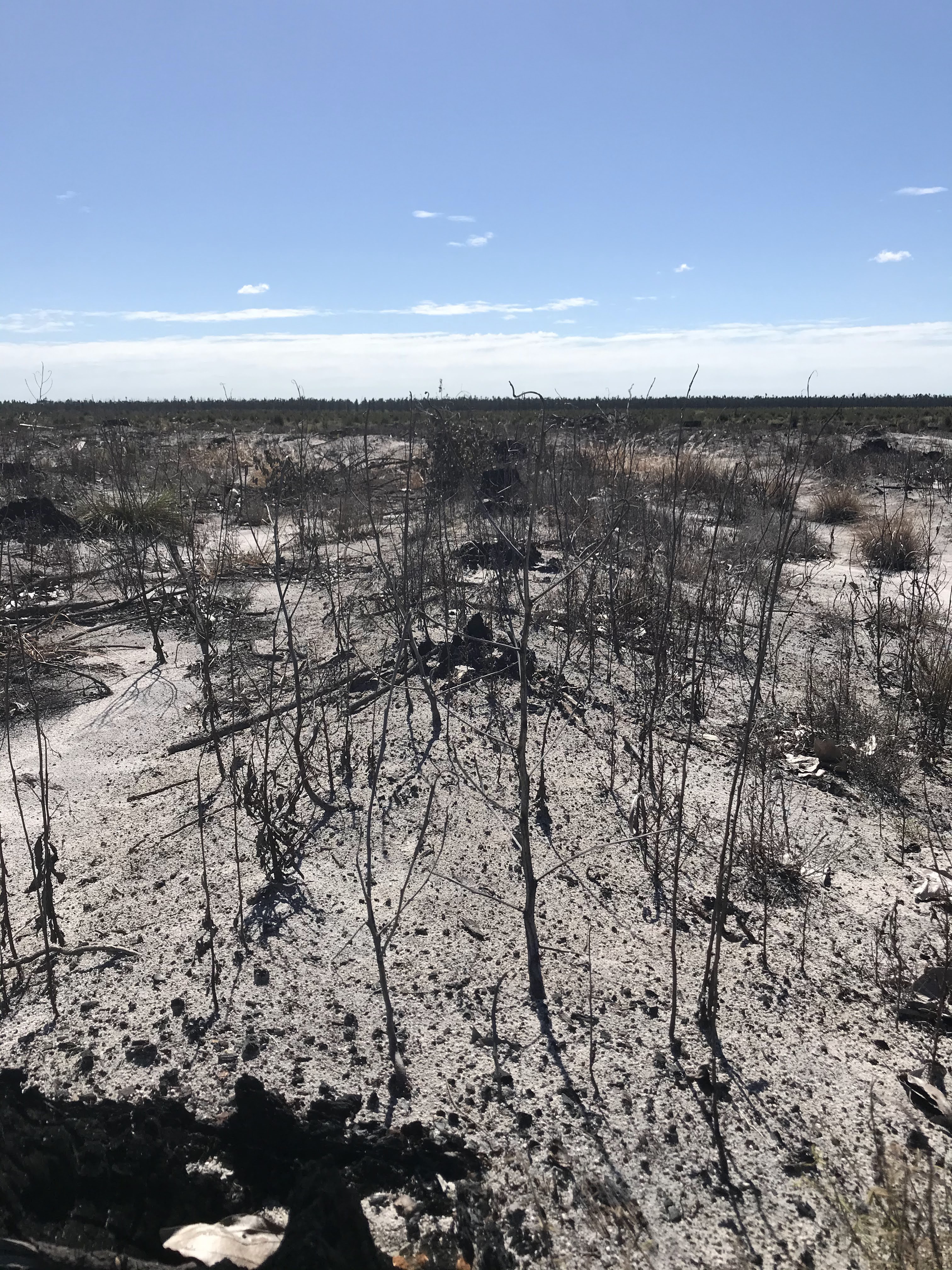 Reforestation / 19